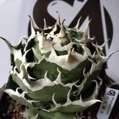 514【上澳園芸】 アガベ チタノタ 炎輪(えんりん) 良質子株 959【上澳園芸】 アガベ チタノタ shangao-010 炎輪(えんりん) - メルカリ