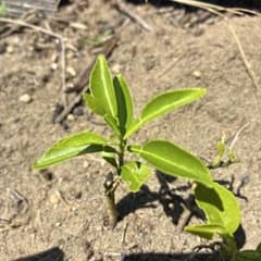 柑橘苗のサムネイル