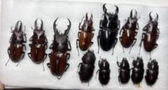 オキノエラブノコギリ・オキノエラブヒラタ標本セットのサムネイル