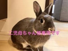 専用ページですのサムネイル