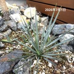 実生抜き苗発送 ユッカ・ロストラータ - メルカリ