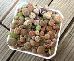 多肉植物　リトープス　訳あり　1ポット 多肉植物 リトープス 1ポット 訳あり - メルカリ