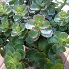 ドラゴンズブラット(多肉植物)のサムネイル