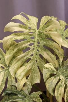 早い者勝ち　モンステラ　デリシオーサ　レガシー　久々絶美斑入り株 M188Monstera モンステラレガシー斑入り デリシオーサ TC株 2株 - メルカリ