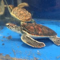 せいや様専用のサムネイル