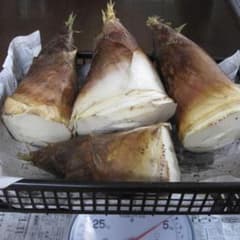 竹の子2 難あり 約4kg 掘りたて 本日発送 ぬか付き タケノコ たけのこのサムネイル