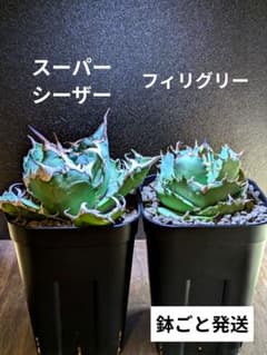 厳選株アガベチタノタフィリグリー　現品鉢ごと発送 アガベ チタノタ スーパーシーザー・フィリグリー 2株セット 厳選株