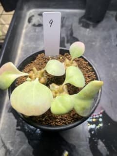 オトンナ ヘレー　オトンナ ヘレイ　3株セット　実生のサムネイル