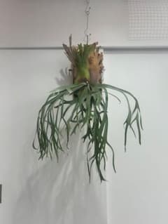 ビカクシダwillinckii Gn.Argopuro親株 - メルカリ