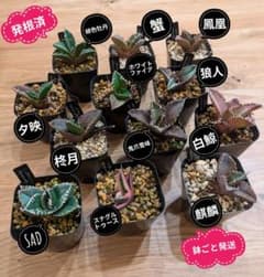 鉢ごと発送】人気のチタノタ12種セット【ネームタグ付】 - メルカリ