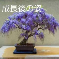 ボルサンサス スペシオサス （アフリカ藤 Tree Wisteria 藤の木）のサムネイル