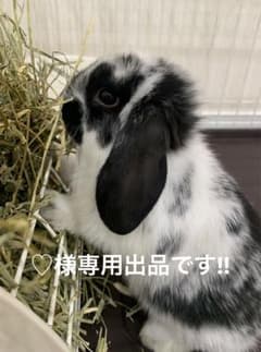 ♡様専用、リピーター様割引きしています！小動物のおやつのサムネイル