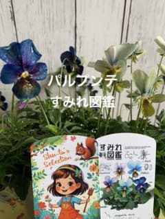 さ*ち様 希少種 すみれ図鑑 1苗 新品種 パルプンテ 1苗 正規品ラベル付き M*I様 パルプンテ 1苗 すみれ図鑑 1苗 shuta's selection - メルカリ