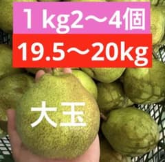 【大玉】山形県産加工用ラフランス19.5〜20キロ(箱資材込　硬いラフランスのサムネイル