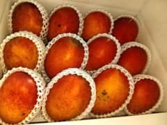 沖縄県産 マンゴー 大箱12個入りのサムネイル