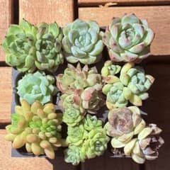 ꕤ 大特価 SALE ꕤ 現品 ꕤ 多肉植物 ꕤ 9苗 大量 ꕤ - メルカリ