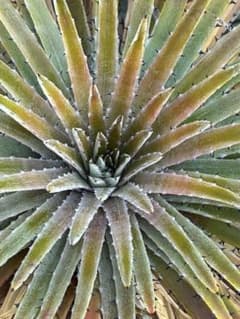 原種 ディッキア Dyckia reitzii rubra large form - メルカリ