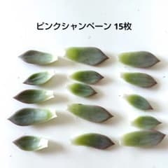 ピンクシャンペーン 15枚 多肉植物の葉 葉挿しの葉 小苗 8種類 葉挿しセット