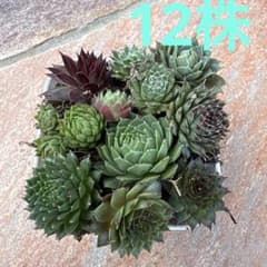 多肉植物 センペルビウム ミックスのサムネイル
