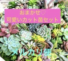 多肉植物☆おまかせカット☆カラフル可愛いカット苗セット☆多肉弁当