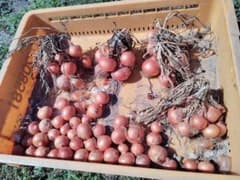 自然栽培 玉ねぎ 2kgのサムネイル