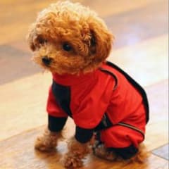 犬用レインコートのサムネイル