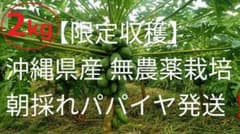 沖縄県産 青パパイヤ 2kgのサムネイル