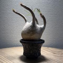 最終価格 現地株 パキポディウムグラキリス 鉢:中村智治 現地株 パキポディウムグラキリス 鉢:中村智治 - メルカリ