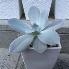 多肉植物　カンテ　速達込のサムネイル