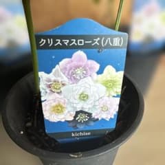 クリスマスローズ八重咲 3鉢セット（花の色はしろかピンク） - メルカリ