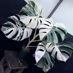 斑入りモンステラ ホワイトタイガー極美大株82cm白斑多 - メルカリ