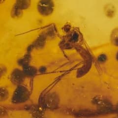 ZA0877虫入り琥珀化石 ミャンマー カムティかタナイ産 9900万年前