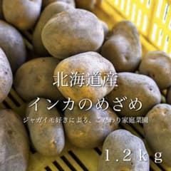 北海道産 インカのめざめ 送料無料　箱抜き1.2kg 【60g〜190混合】のサムネイル