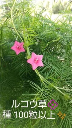 ルコウ草の種♪200粒以上!ピンクです。のサムネイル
