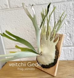 トキントキン veitchii wild Gede spore ベイチー ゲデ トキントキン veitchii wild Gede spore ベイチー ゲデ - メルカリ