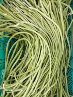 新鮮 三尺ささげ 収穫したて500g長野县產のサムネイル