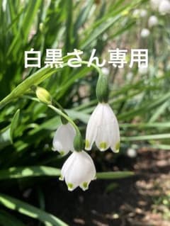 スノーフレーク 鈴蘭水仙 苗のサムネイル
