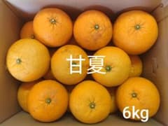 甘夏　６kg　長崎県産　150のサムネイル