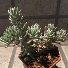 多肉植物 カメレオン錦のサムネイル