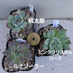 46 多肉植物 3苗セット エケベリア 抜き苗 - メルカリ