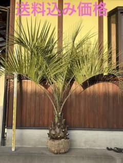 ココスヤシ 極太株 ドライガーデン カルフォルニアスタイル 送料込