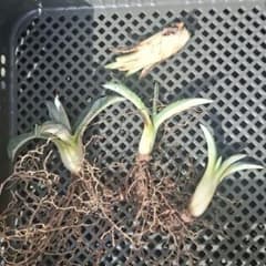 アガベ 華厳 子株 4株セット - メルカリ