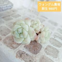 ウォングム農場◎アイスグリーン(群生)◎多肉植物 カット苗 輸入苗