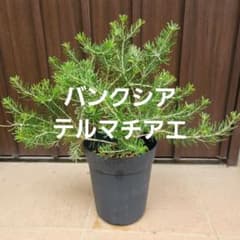 バンクシア テルマチアエ 鉢植えB 苗 苗木 オージープランツ - メルカリ