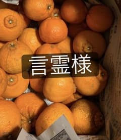 無農薬デコポン品種 不知火10kgのサムネイル