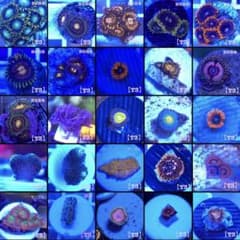 【ぐーす様専用】海水セットのサムネイル