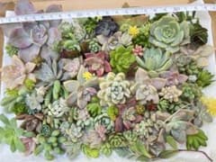 多肉植物　カット苗　寄植え用のサムネイル