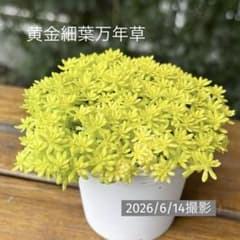 黄金細葉万年草【8】根付き抜き苗 - メルカリ