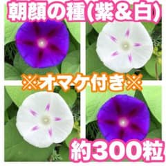 数量限定】北海道 朝顔(紫＆白)の種 約300粒(p2) - メルカリ