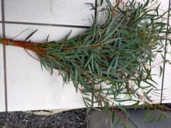 ユーカリ ニコリーのサムネイル